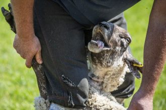 Sheep shearing: An Ottawa edition of an annual event