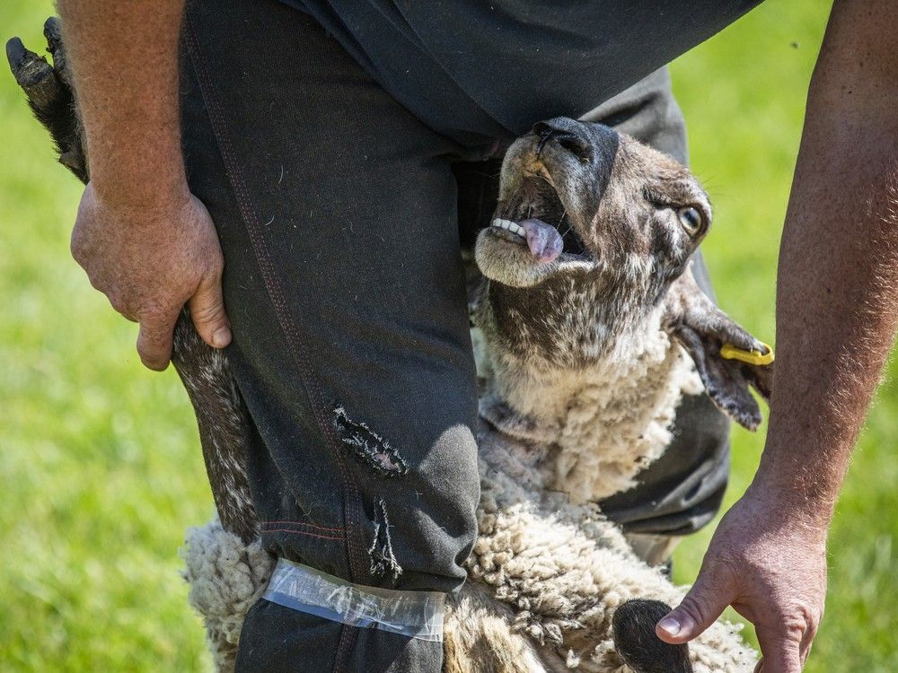 Sheep shearing: An Ottawa edition of an annual event