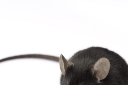 Experimental retina implants give mice infrared vision