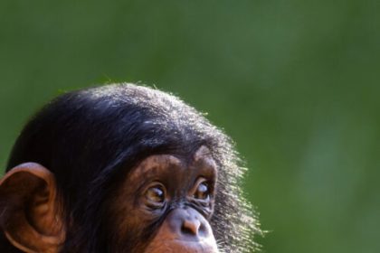 The “online monkey torture video” arrests just keep coming