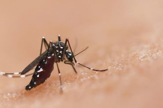 Scientists genetically engineer a lethal mosquito STD to combat malaria