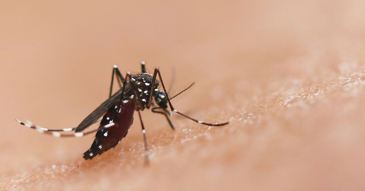 Scientists genetically engineer a lethal mosquito STD to combat malaria