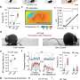 Scientists reveal neural mechanism that could lead to better pain relief