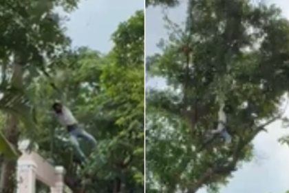 Drunk man falls from tree while stealing jackfruit in Bengaluru, injured