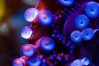 Robotic sucker can adapt to surroundings like an actual octopus