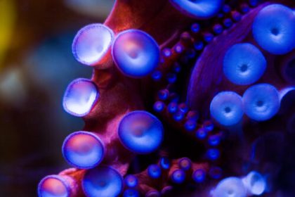 Robotic sucker can adapt to surroundings like an actual octopus