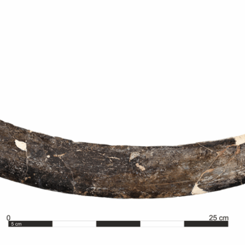 A mammoth tusk boomerang from Poland is 40,000 years old