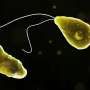A rare ‘brain-eating amoeba’ has been detected in Queensland water. Is tap water safe?