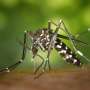 Climate change will likely promote the spread of dengue fever through Western Europe, study indicates