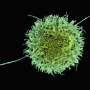 CRISPR screening identifies key targets to strengthen CAR NK cell therapies