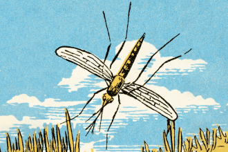 August Is Prime Time for Mosquitoes—and the Diseases They Carry. Here’s How to Prevent Mosquito Bites
