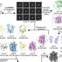 A new genetic link to pain provides a promising drug target