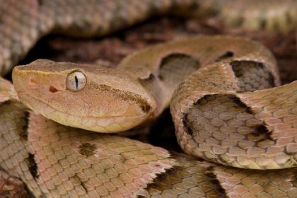 Countries of the Americas advance toward regional strategy to tackle the health threat from venomous animal accidents