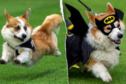 Thousands attend corgi competition featuring 120 teams from across Europe: ‘He’s really proud’