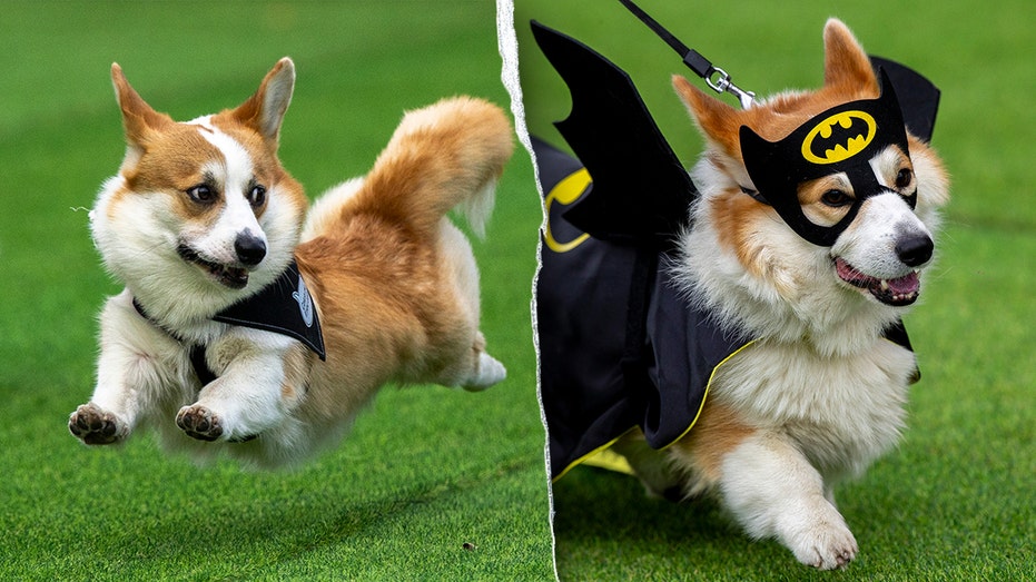 Thousands attend corgi competition featuring 120 teams from across Europe: ‘He’s really proud’