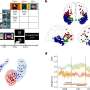 Neural dynamics shed light on how the brain adapts to and suppresses fearful memories