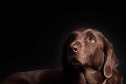 5 dog breeds suitable for the Indian climate