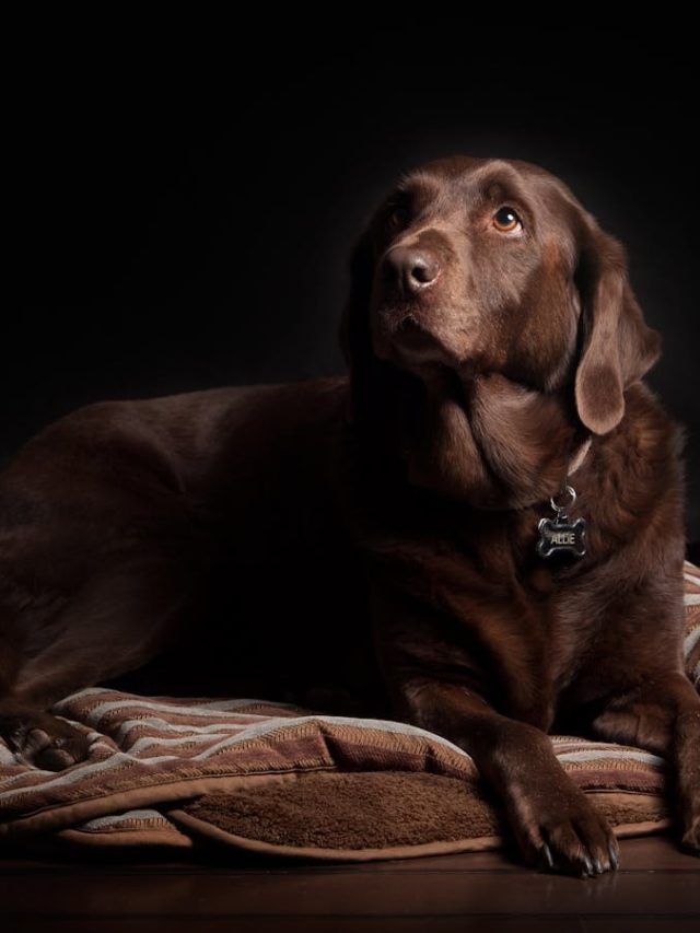 5 dog breeds suitable for the Indian climate