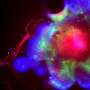 How alcohol opens the floodgates for harmful bacteria to reach the liver