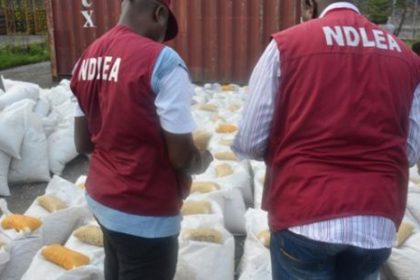 NDLEA raids 71.5-hectare cannabis farm in Taraba, destroys 178,750kg harvest 