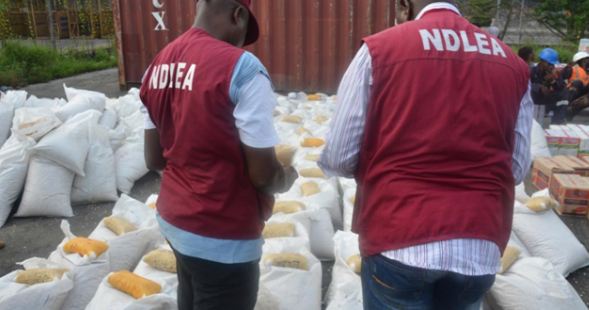 NDLEA raids 71.5-hectare cannabis farm in Taraba, destroys 178,750kg harvest