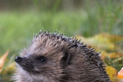 Can AI detect hedgehogs from space? Maybe if you find brambles first.