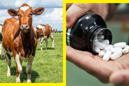 What Are Organ Meat Supplements—And Should You Take Them?