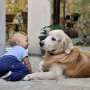 Babies who grow up around dogs may have a lower risk of developing childhood asthma
