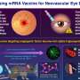 mRNA vaccine shows promise for treating age-related macular degeneration