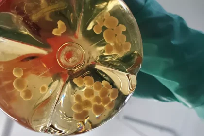 Tiny lab-grown brains could help build the next generation of computers