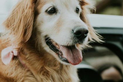 Paws on the go: Pet travel tips you need