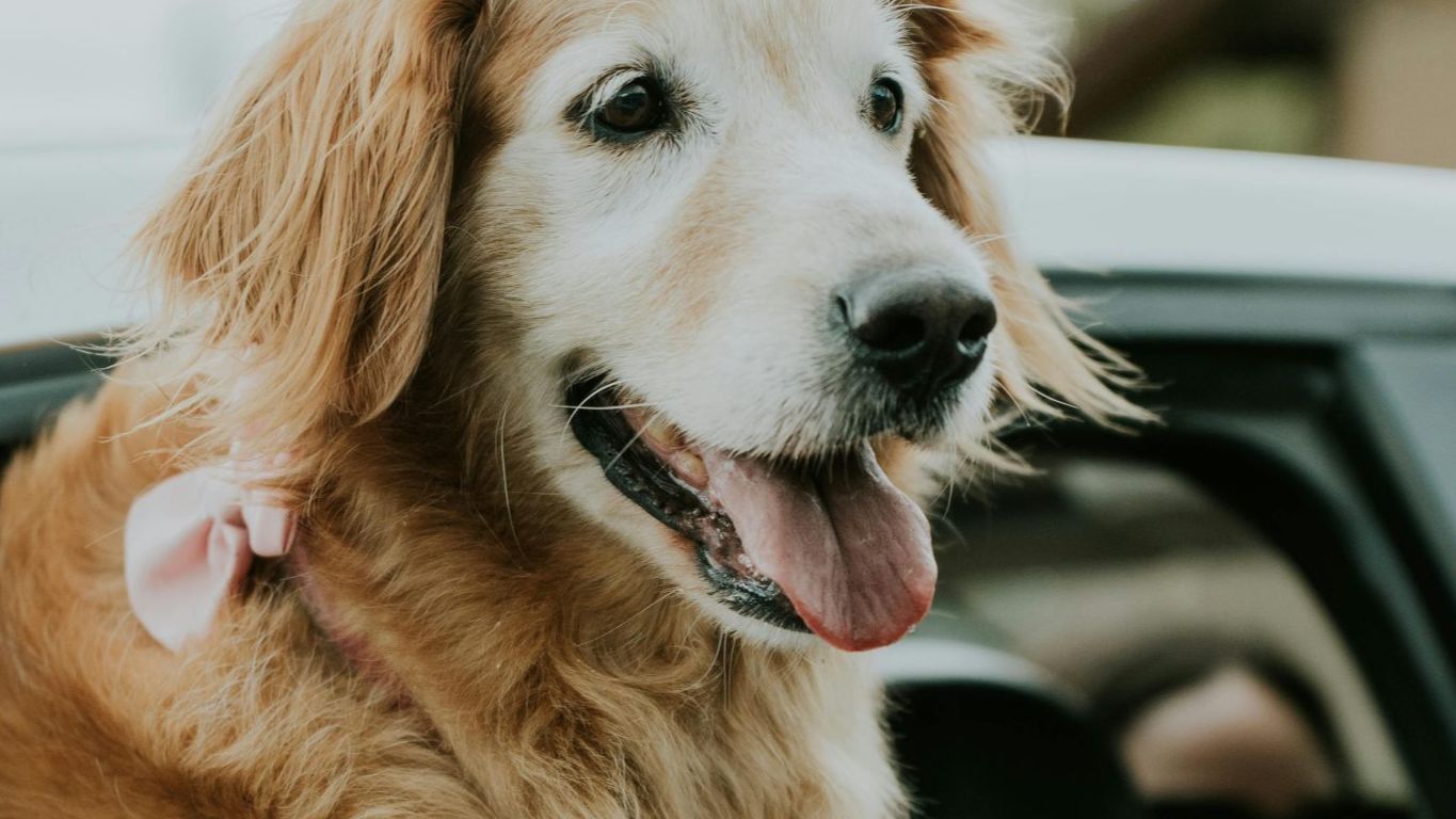 Paws on the go: Pet travel tips you need