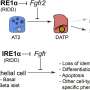 Blocking a key protein halts lung scarring in mouse model of fibrosis