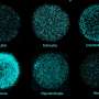 Lab-grown brains with all major cell types support next-generation therapy research
