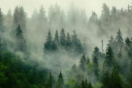 The problem with Big Techās favorite carbon removal tech