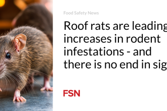 Roof rats are leading increases in rodent infestations – and there is no end in sight