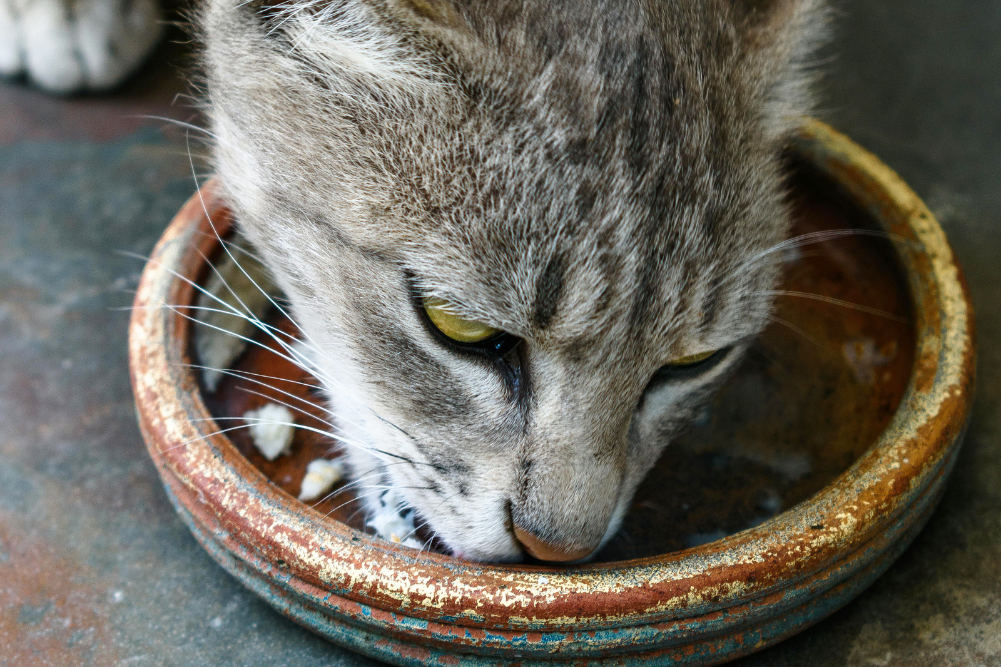 Chinese Medicine Dietary Therapy