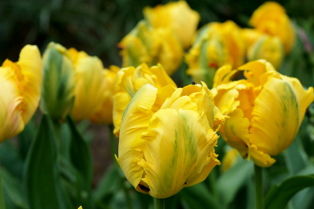 Dancing through the Spring Garden