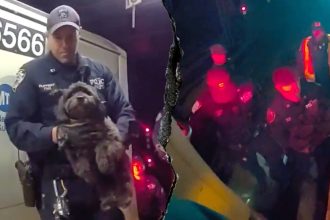 Dramatic video shows NYPD officers rescuing a missing dog named Moose from beneath a Manhattan subway train
