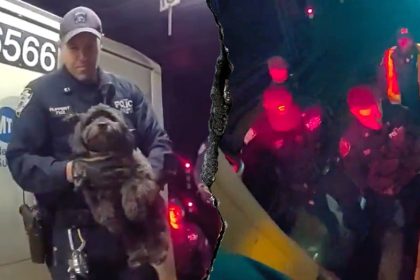 Dramatic video shows NYPD officers rescuing a missing dog named Moose from beneath a Manhattan subway train