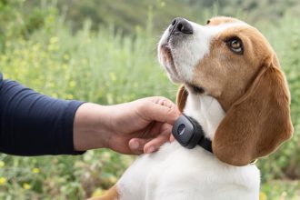 Life360, the company that owns Tile, now makes a Pet GPS collar for $50