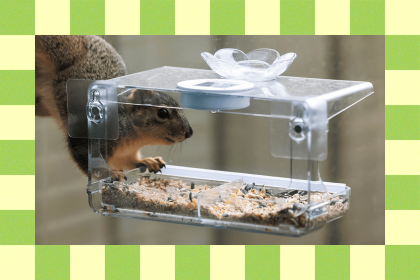 How to Keep Squirrels Off Bird Feeders (2025)