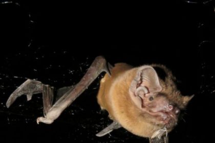 Bats eat the birds they pluck from the sky while on the wing