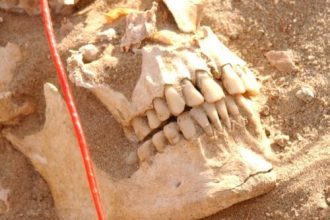 DNA analysis reveals likely pathogens that killed Napoleon’s army