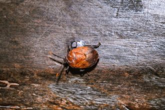 Some stinkbugs’ legs carry a mobile fungal garden