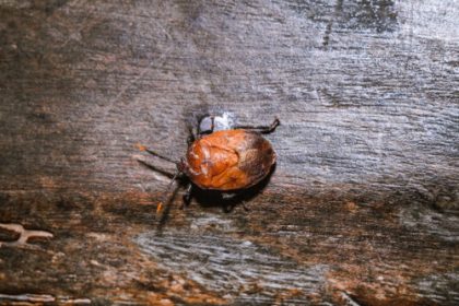 Some stinkbugs’ legs carry a mobile fungal garden