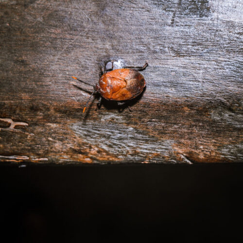 Some stinkbugs’ legs carry a mobile fungal garden