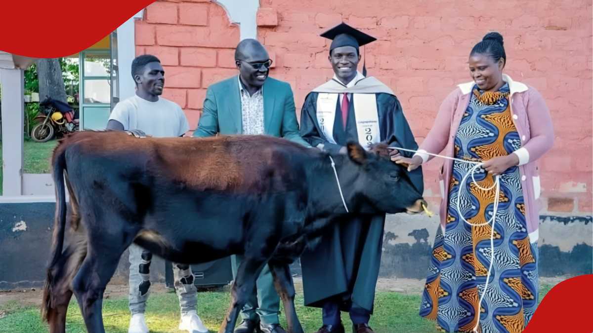 Egerton University graduate touched after proud parents gift him cow on his graduation