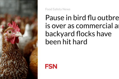 Pause in bird flu outbreak is over as commercial and backyard flocks have been hit hard
