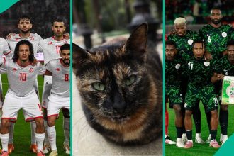Nigeria vs Tunisia: Mysterious cat predicts winner of AFCON 2025 Group C crucial match, video